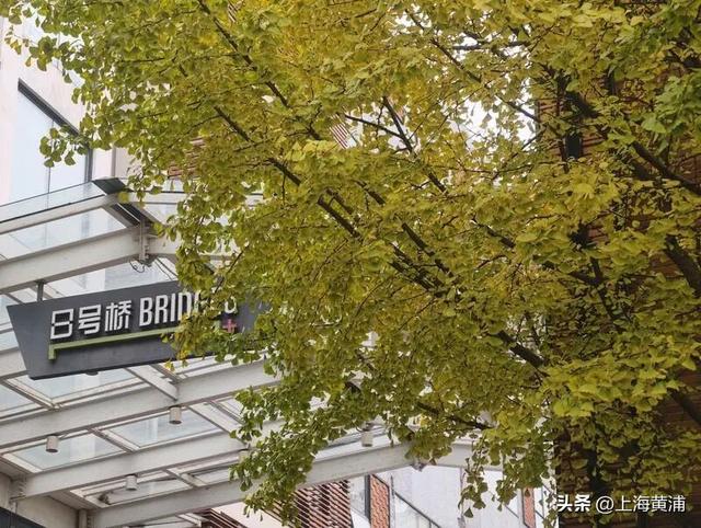 局门路银杏渐入佳境，引路人纷纷驻足打卡