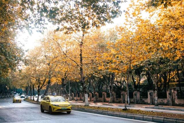 轨道直达！重庆“顶流”梧桐大道已经美到next level了！