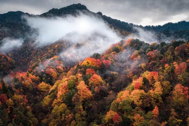 枫景如画，杏色满城！陕西这5个红叶观赏地，每一帧都是大片呈现