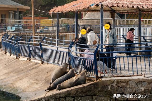 【乐游烟台】今天！可爱“豹”击来喽🦭