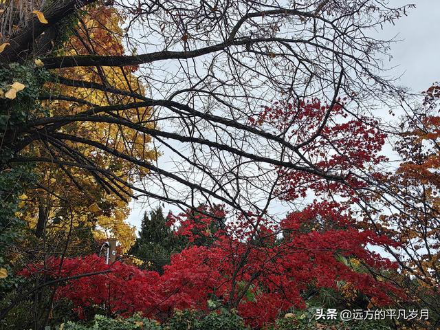 温哥华游记（五）