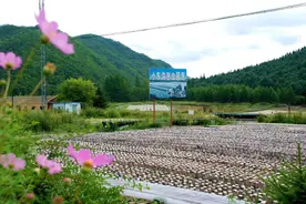 色泽黝黑 质地厚实！这里的秋木耳采收正忙图片