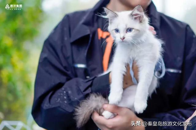 月华滨海共潮生|文艺海岸与康养新城的双节献礼——北戴河新区2025国庆中秋假期旅游市场精彩回顾