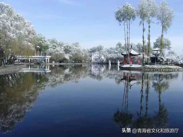 初冬青海，一场静谧与热烈并存的生命礼赞