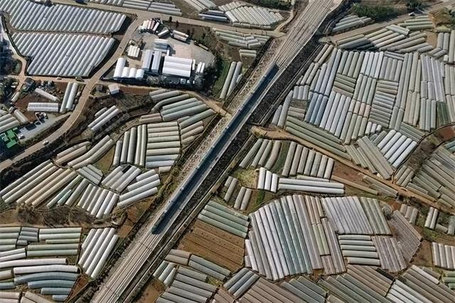 繁制全国6成蔬菜种子！为什么这里租金5000元/亩菜农也愿来种菜？