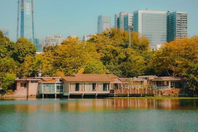 深圳这九个有落羽杉的地方，秋色美如画，接下来一天比一天美