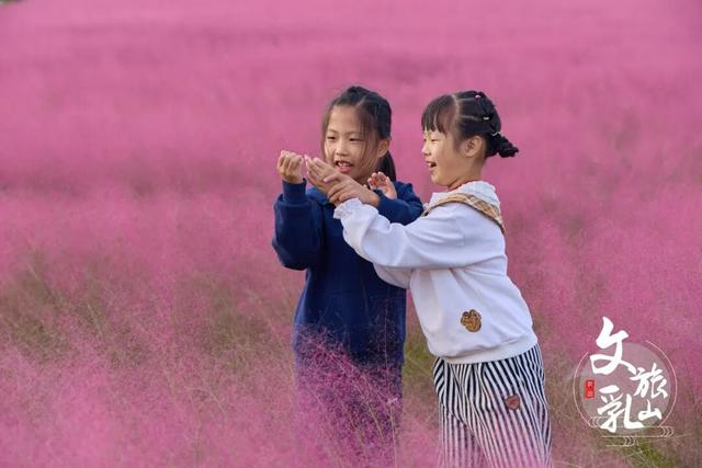 粉黛乱子草的浪漫邀约！在乳山赴一场粉色的秋日之约