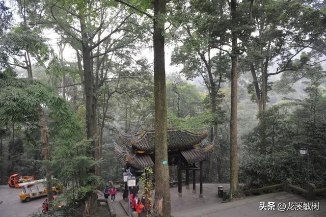 戴维抵达四川雅安宝兴县邓池沟，开始对这里的动植物进行调查