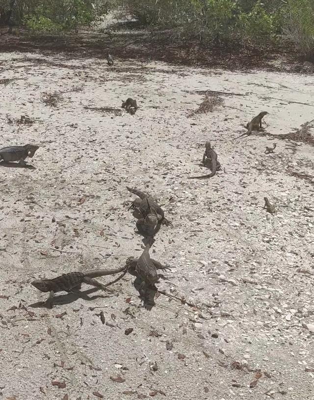 古巴——我的境外旅游第十站（第二篇）