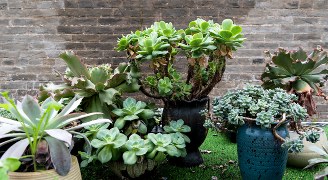 晋城古村“新生”记