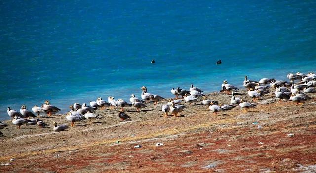 美到窒息！西藏十大神仙景点，你去过几个？
