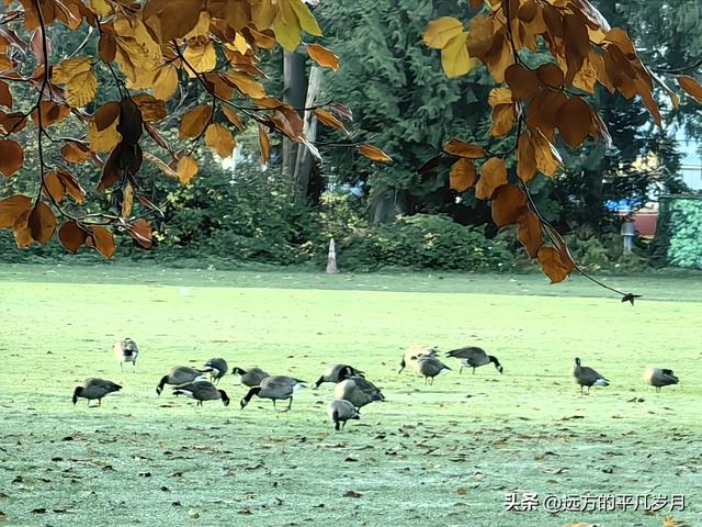 温哥华游记（四）