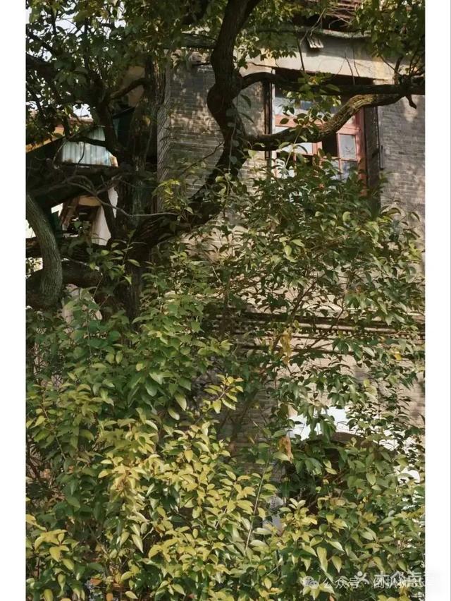 走进大南门，陈独秀旧居（活塞环厂）身披迷彩服脱胎换骨？