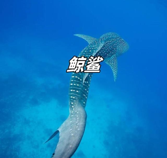 去菲律宾深度调研后，必须承认一点，被现实狠狠教育了