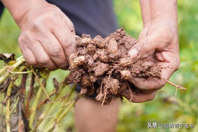 昆阳站临走前冲！晋宁特产采购指南，百元搞定伴手礼！