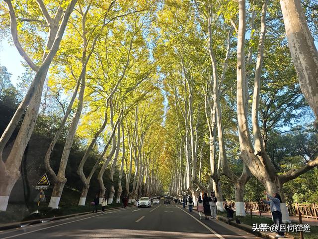 南京C位秋色！陵园路灵谷寺梧桐进入全盛期，错过又等一年