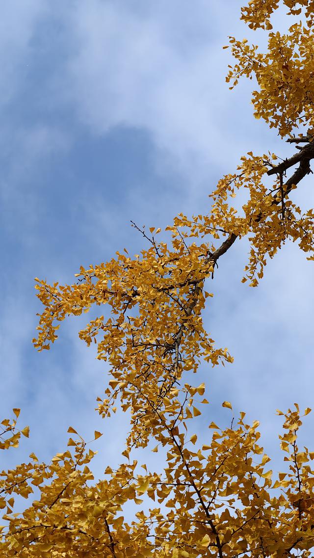 千年银杏树酣畅淋漓向世界宣布：我来过，我灿烂过！