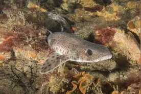 水族馆的顶级咸水鲨鱼品种图片