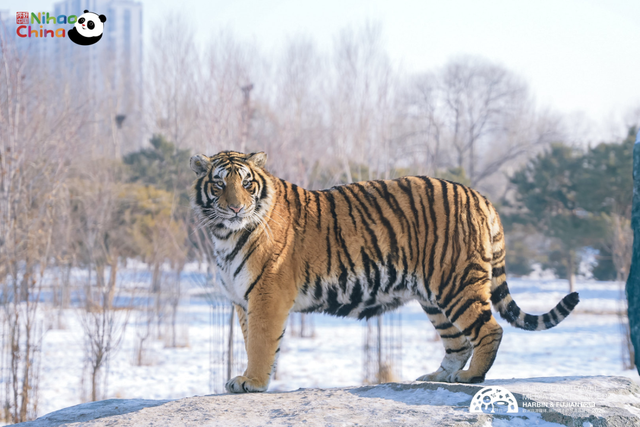 欧洲网红博主中国行哈尔滨站：站站皆用心，用文旅讲述冰城故事
