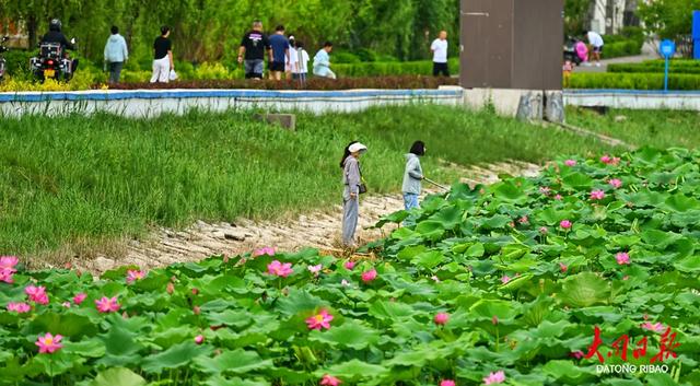 300公顷“荷海”盛放！大同浑源神溪湿地荷花醉了游人眼~