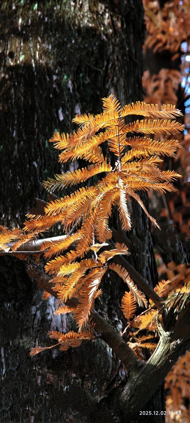 安靖蜀绣文化创意公园时下打卡好去处（手机拍一）