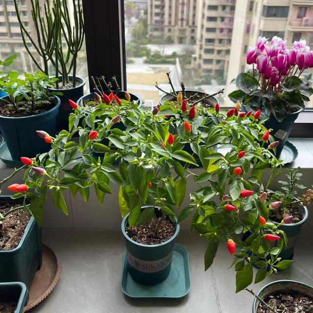哈尔滨一公园“拿辣椒当花种”，竟十分好看，网友：回归老本行了