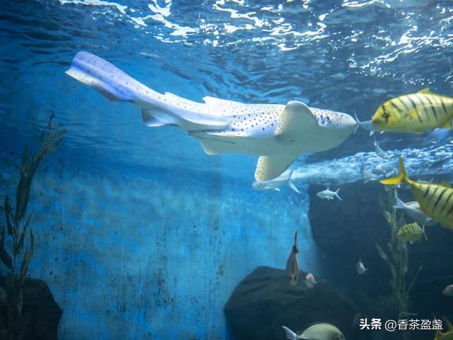 郑州攻略之海洋馆