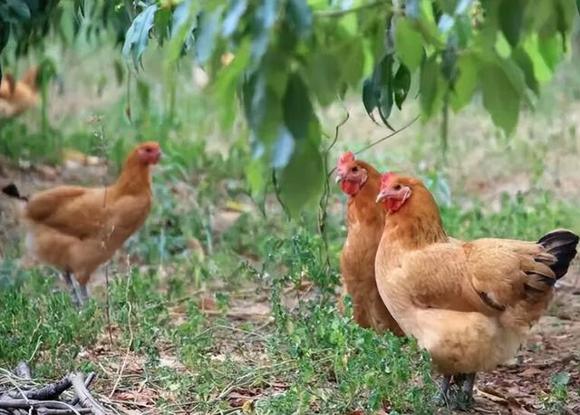 别让“麻黄鸡”的定义之争，模糊了助农初心