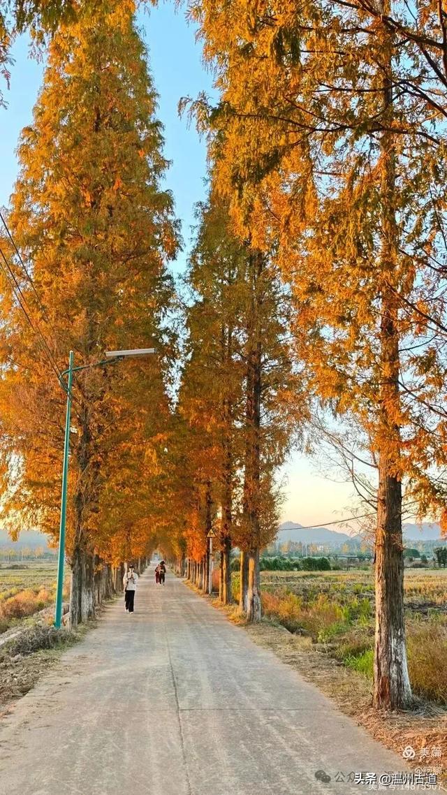 浙处丹霞地貌秋色斑斓超壮观，秋日必打卡之地！