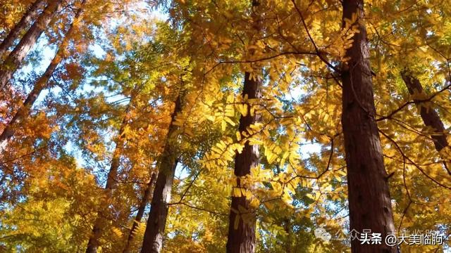 初冬,山东临朐嵩山水杉林太美了!