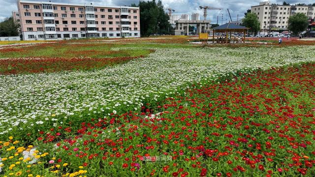 免费打卡地！木材街百日菊花海成冰城休闲新地标