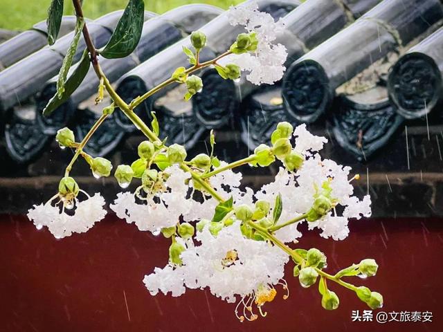 跟着节气游泰安 | 千年古寺雨后秒变“人间水墨”，小泰来避雨意外拍出了人生照片！