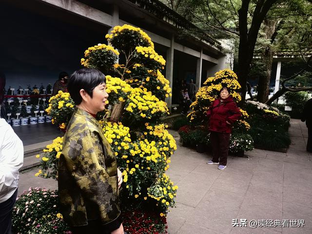 杭州植物园的菊花展——一场关于菊花的饕餮盛宴（一）
