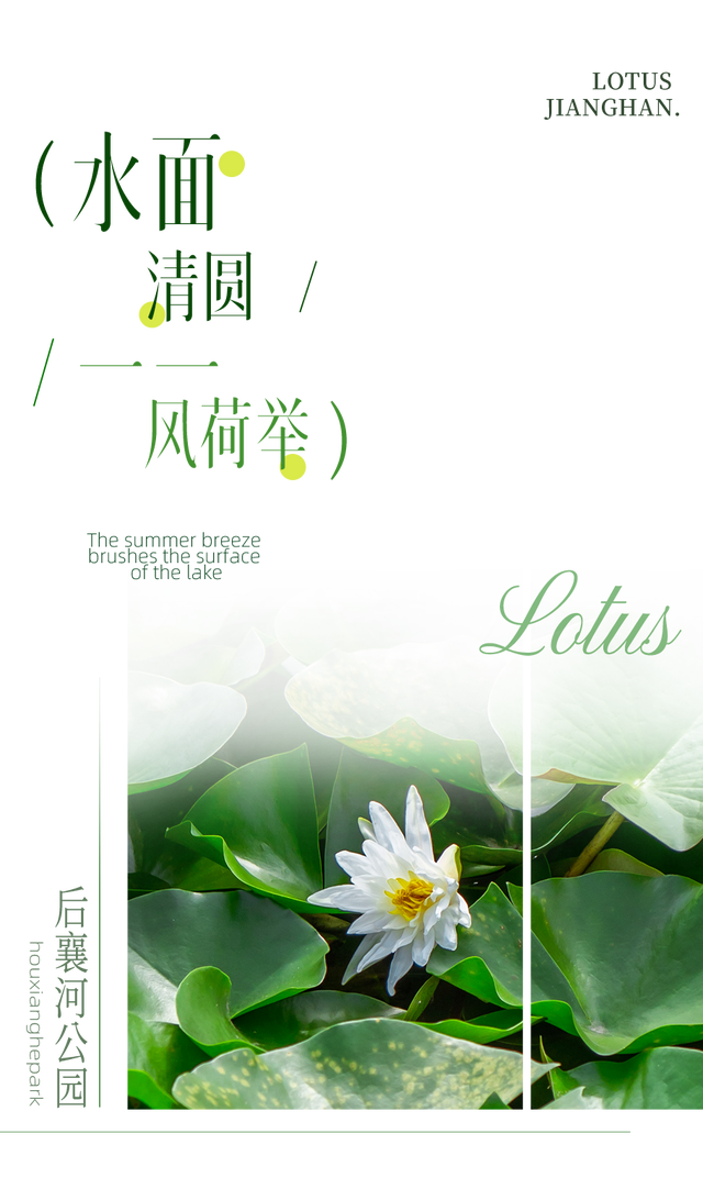 藕花深处棹歌远，江汉夏日荷风集