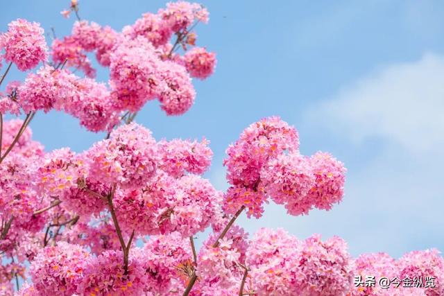 12月旅行去哪？这四季同框攻略，让你玩转冰雪、赏秋、寻花、避寒