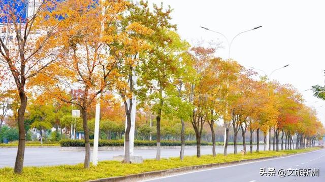 红枫公路、孤独的树......新洲这波秋日「隐藏款」，你知道几个？