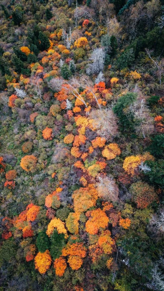 中国彩林第一县！黑水的美镜头不足以描绘！