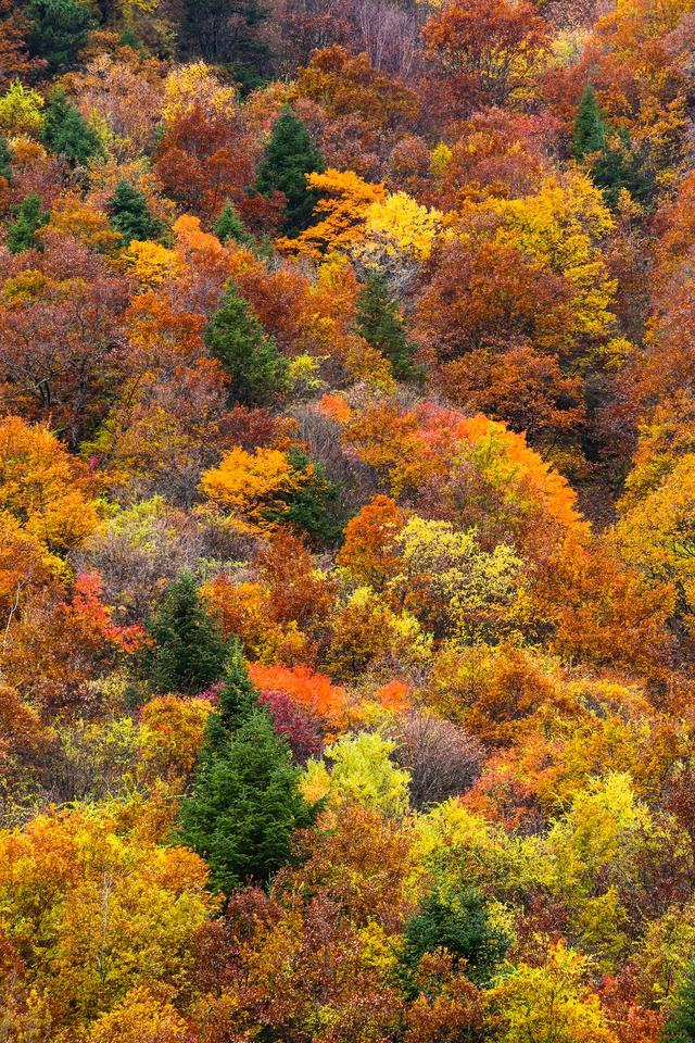 光影札记 | 黑水彩林：八十里画廊的彩林，藏着川西最绚烂的秋