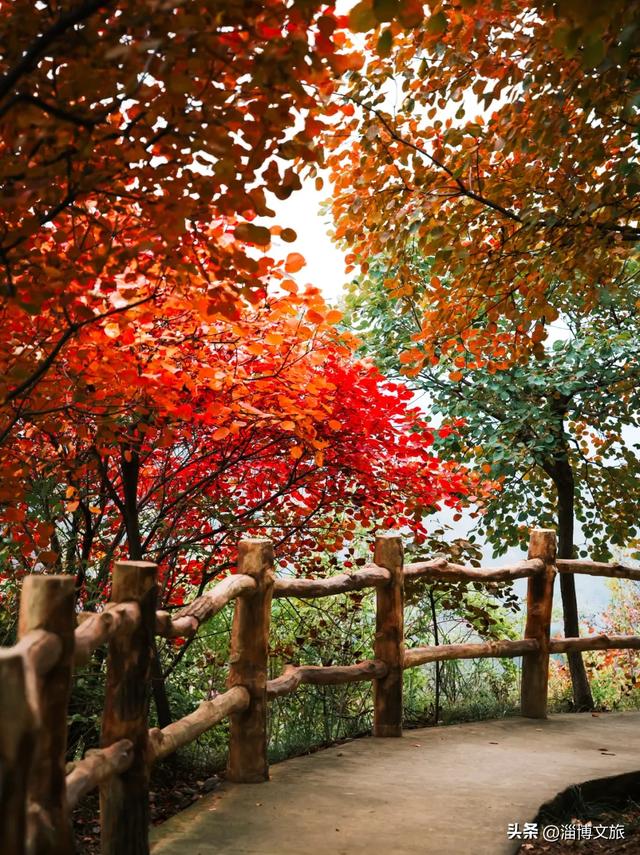 实拍！红的橘的黄的，整个淄博“燃”起来了！这些路段落叶缓扫→