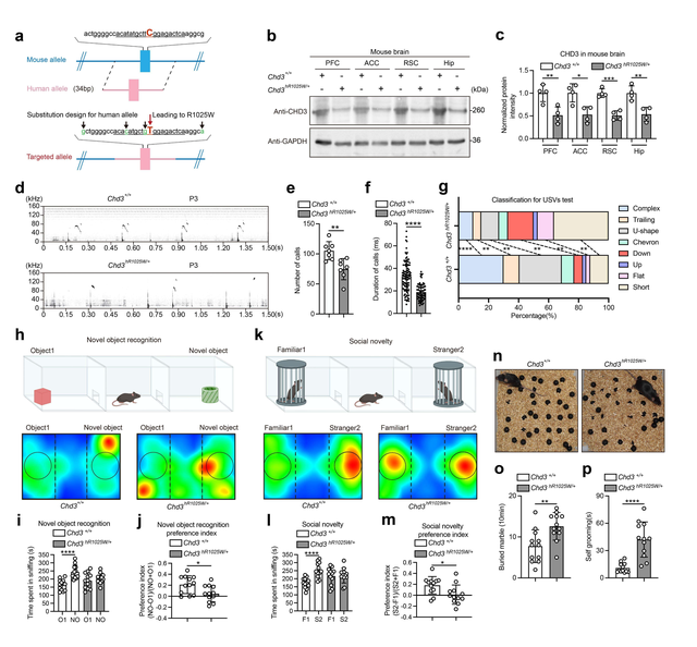 《自然》：中国科学家成功修正自闭症基因，为人类治疗带来曙光