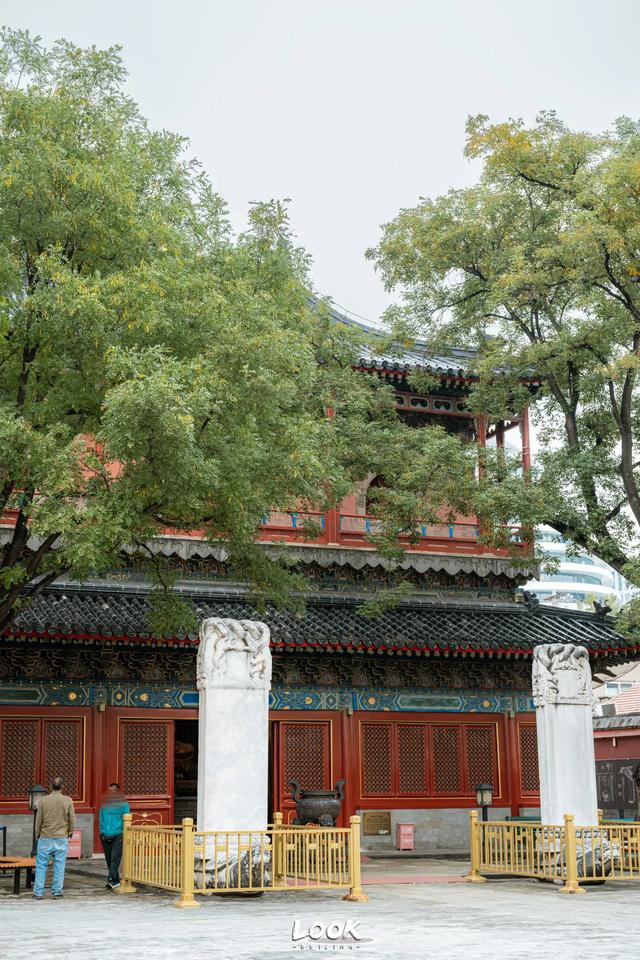 北京最新秋日打卡地 · 再看要等明年