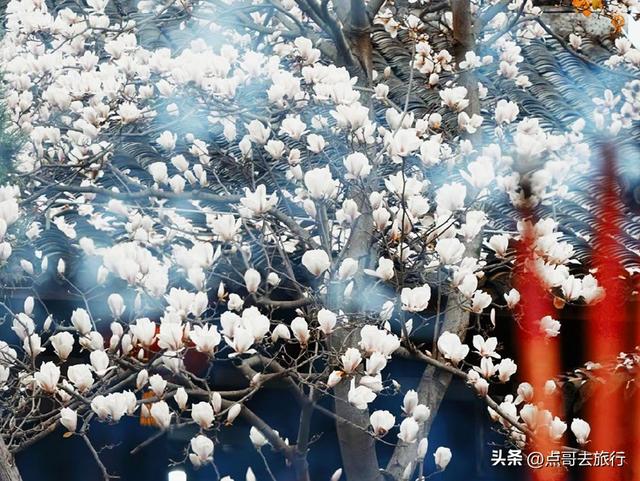 成都市区最美玉兰花开了，寺庙公园惊艳的美，这3处都不要门票！