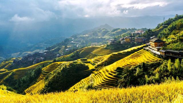在金黄诗行里，邂逅龙脊梯田的秋色之美