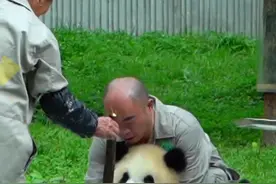 伺候大熊猫从喝奶到吃笋宛如F1比赛换胎图片