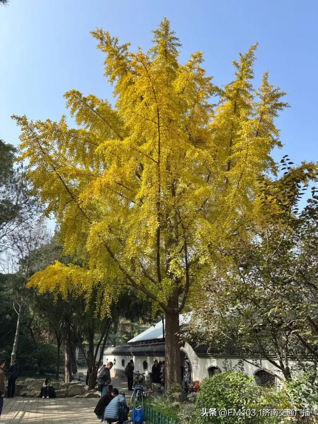 公园景区秋色图鉴，这几处必打卡