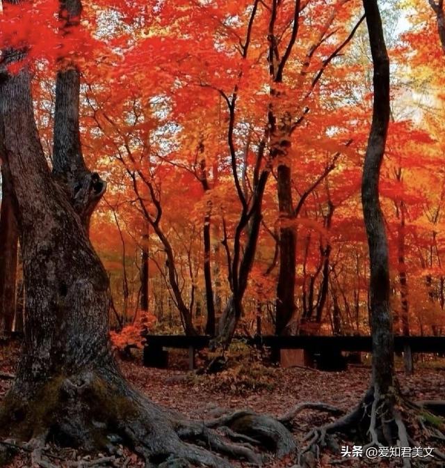 夕阳下的枫林，秋日里的温柔梦境