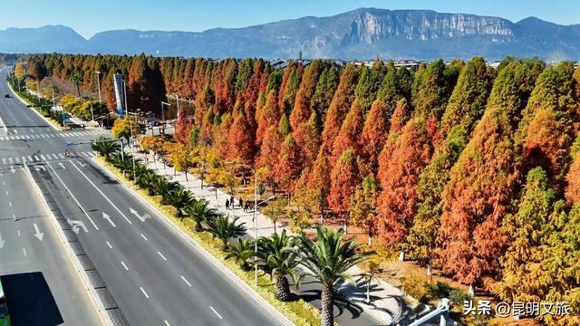 冬日“油画”火出圈！昆明这片大清河水杉林成打卡热点