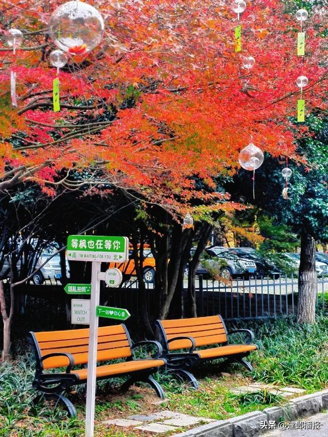 爆火！最美200米红枫大道已达最佳观赏期