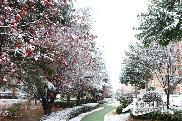 雪落河东！运城首场降雪绘就北国冬景图