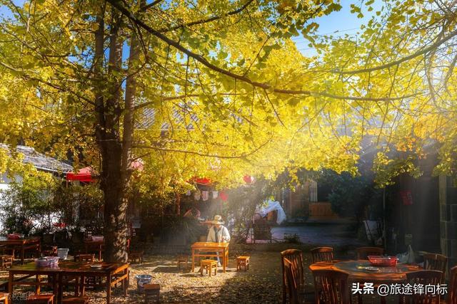 腾冲银杏爆火攻略，藏在金黄里的秋日浪漫，3天玩出氛围感